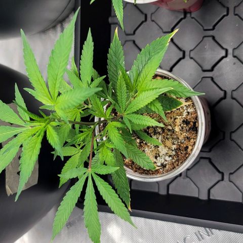 April growlog timeline photo