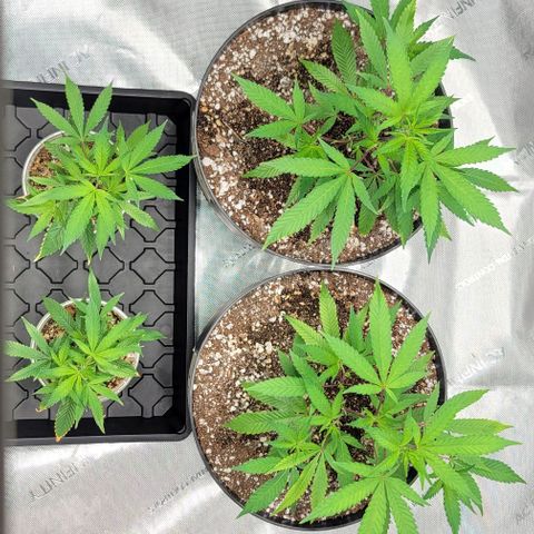April growlog timeline photo