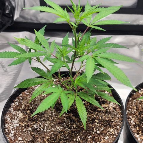 April growlog timeline photo