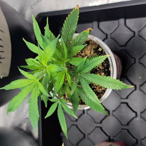 April growlog timeline photo