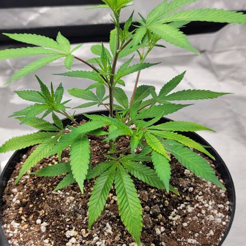 April growlog timeline photo