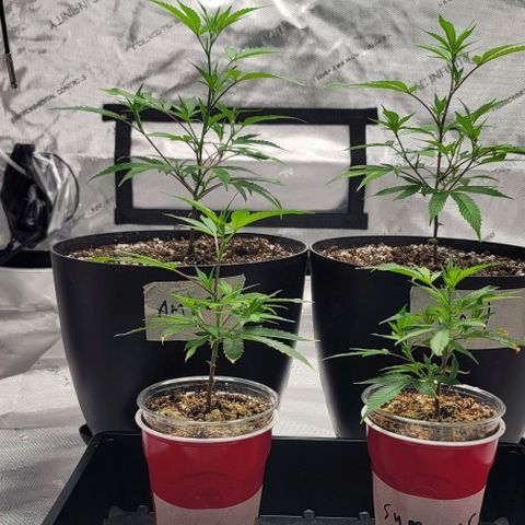 April growlog timeline photo