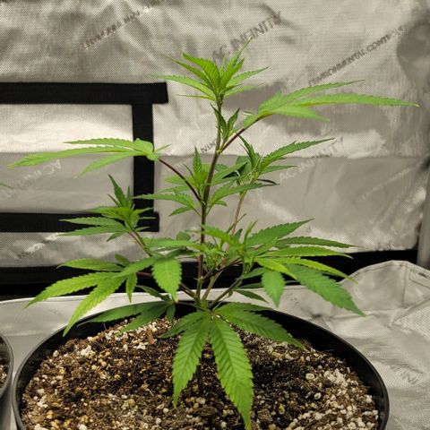 April growlog timeline photo
