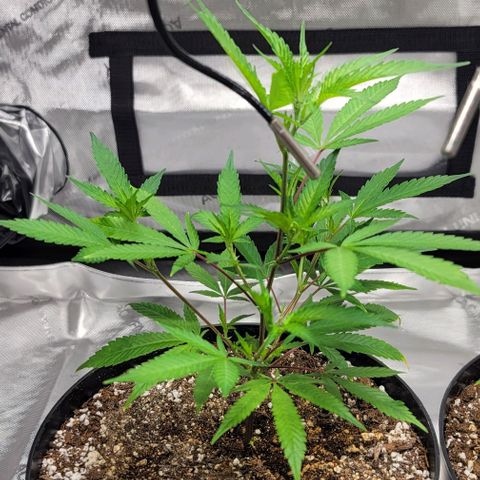 April growlog timeline photo