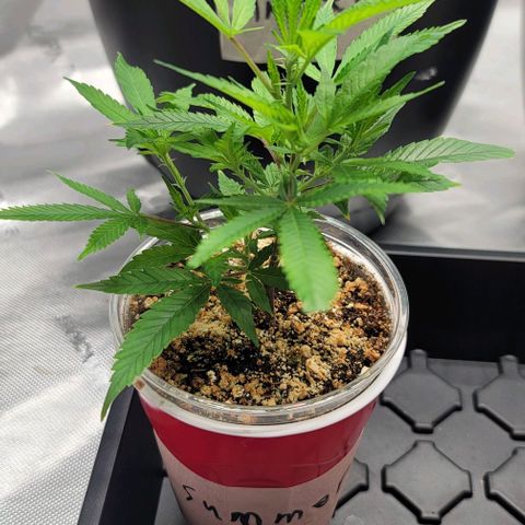 April growlog timeline photo