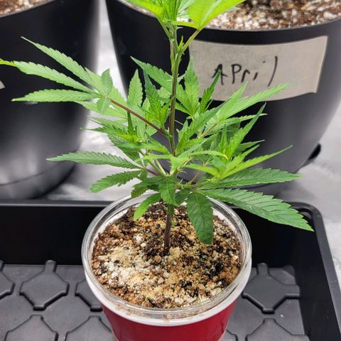 April growlog timeline photo