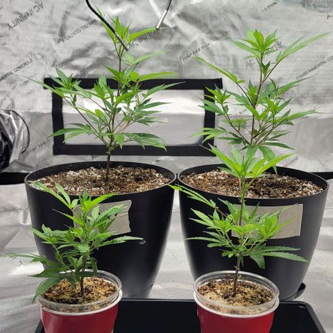 April growlog timeline photo