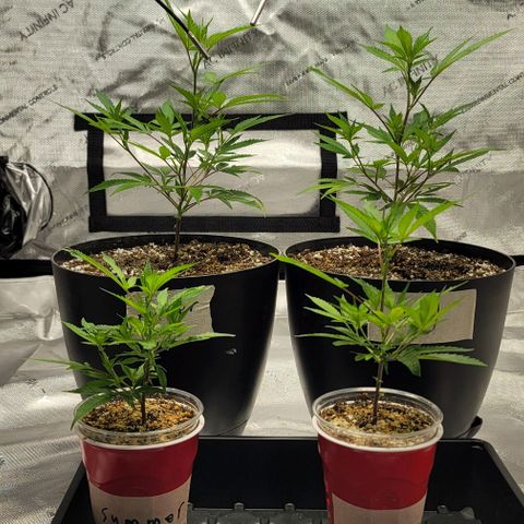 April growlog timeline photo