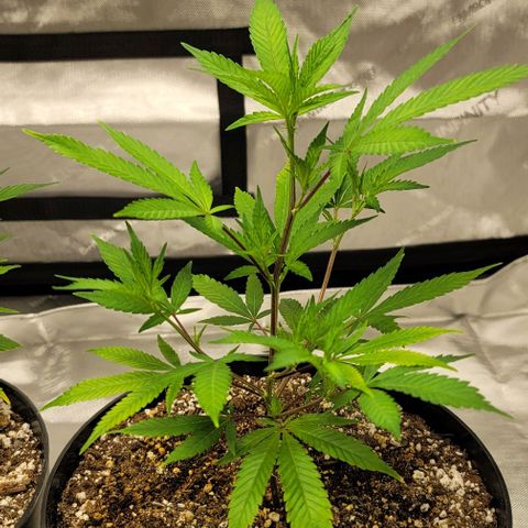 April growlog timeline photo