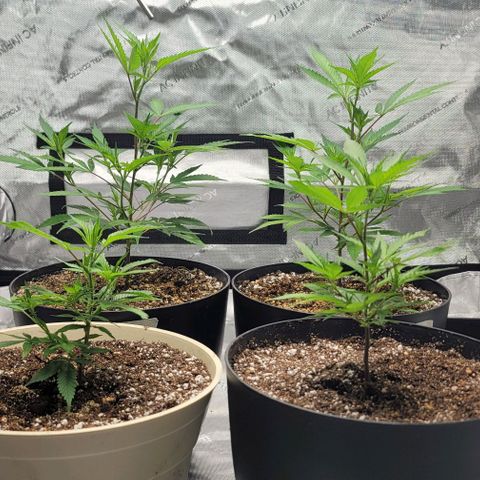 April growlog timeline photo