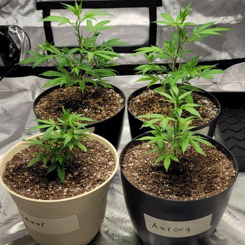 April growlog timeline photo