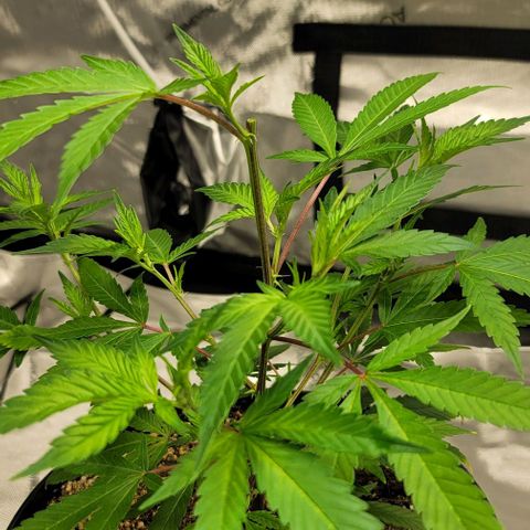 April growlog timeline photo
