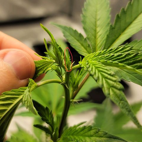 April growlog timeline photo
