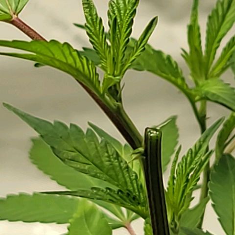 April growlog timeline photo