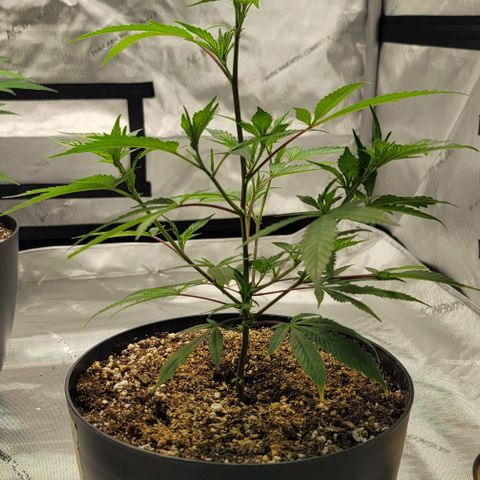 April growlog timeline photo