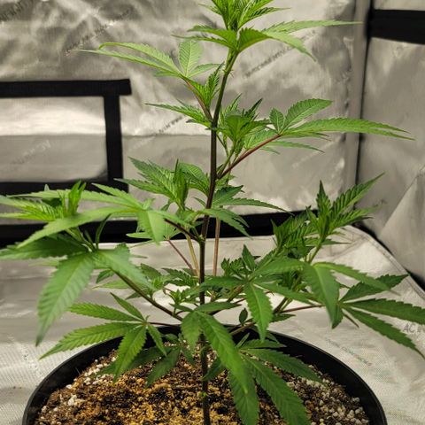 April growlog timeline photo