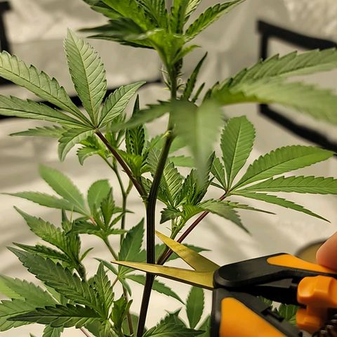 April growlog timeline photo