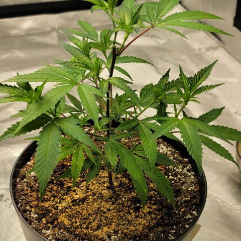 April growlog timeline photo