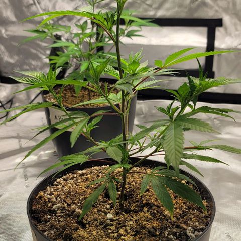 April growlog timeline photo