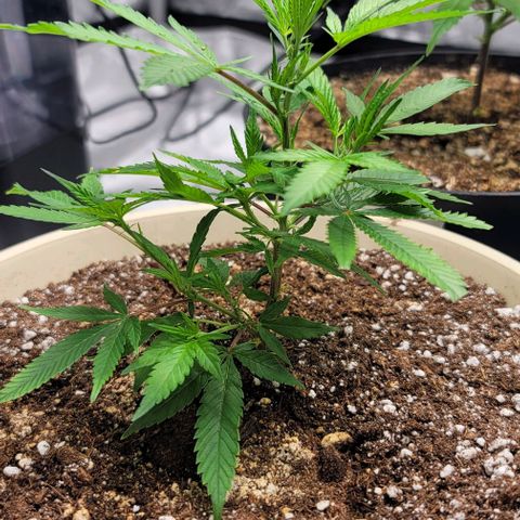 April growlog timeline photo