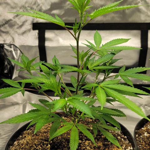 April growlog timeline photo