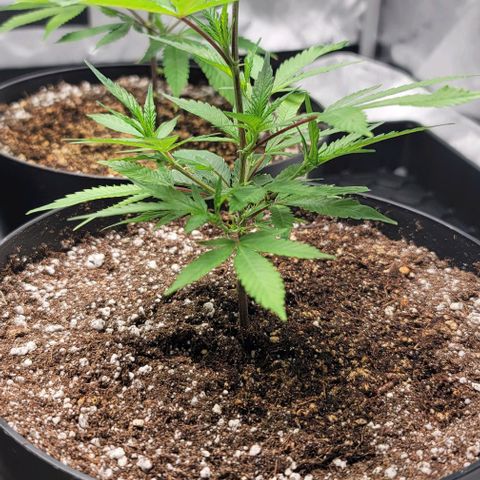 April growlog timeline photo
