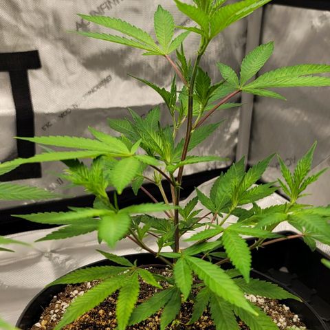 April growlog timeline photo
