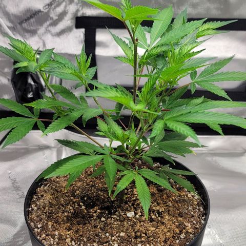 April growlog timeline photo