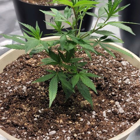 April growlog timeline photo