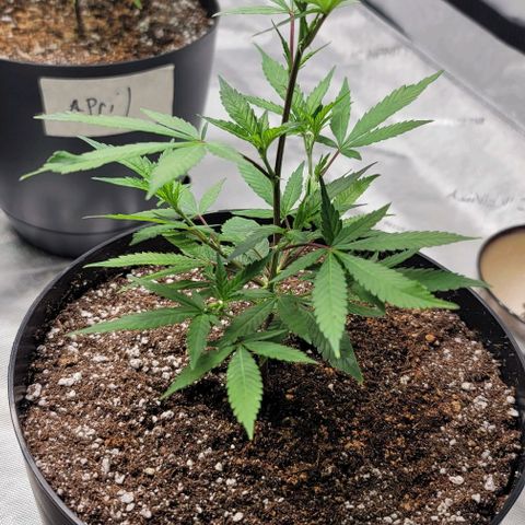 April growlog timeline photo