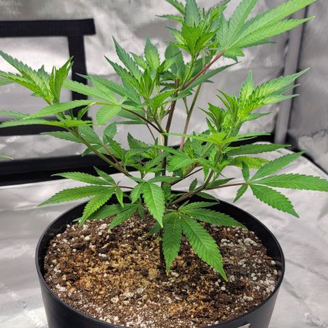 April growlog timeline photo