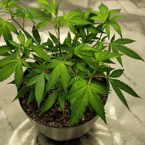 April growlog timeline photo