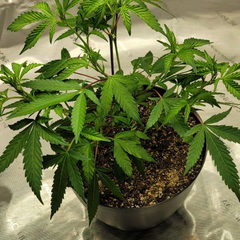 April growlog timeline photo