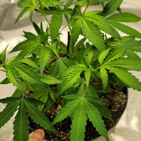 April growlog timeline photo