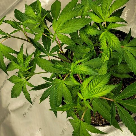 April growlog timeline photo