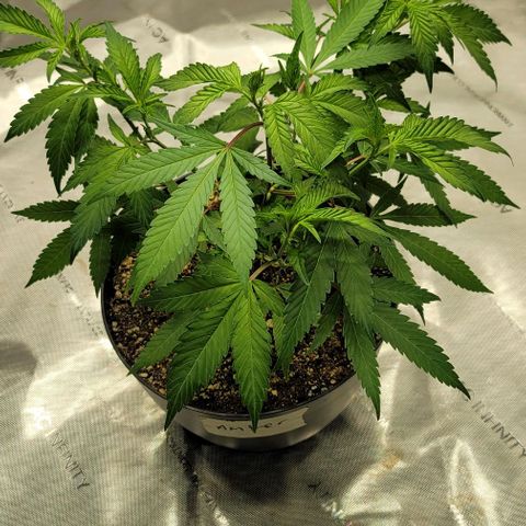 April growlog timeline photo