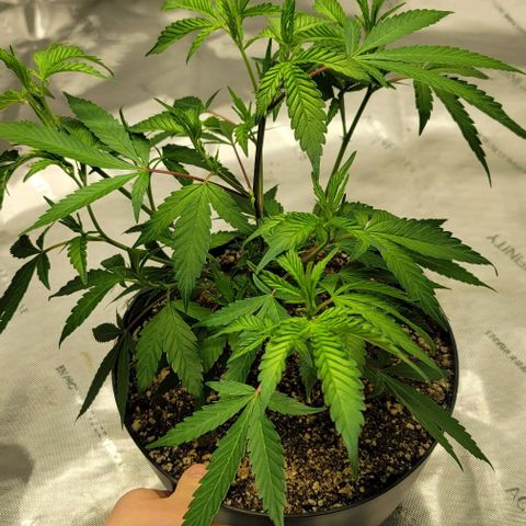 April growlog timeline photo