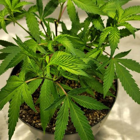 April growlog timeline photo