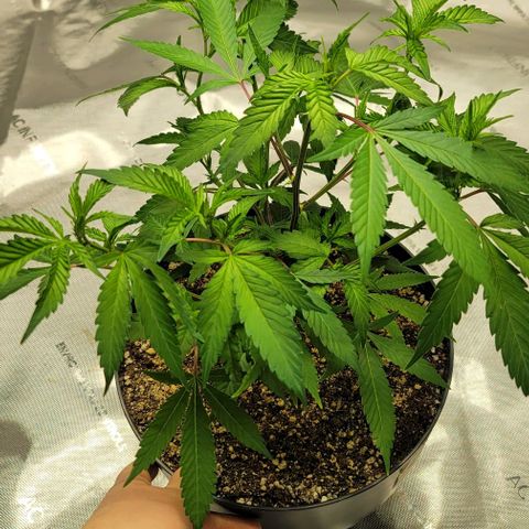 April growlog timeline photo