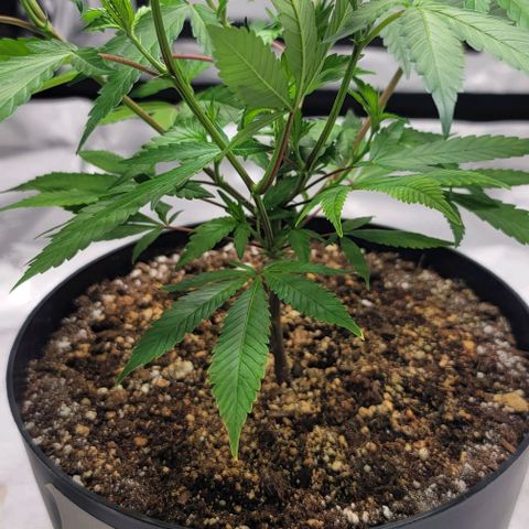 April growlog timeline photo