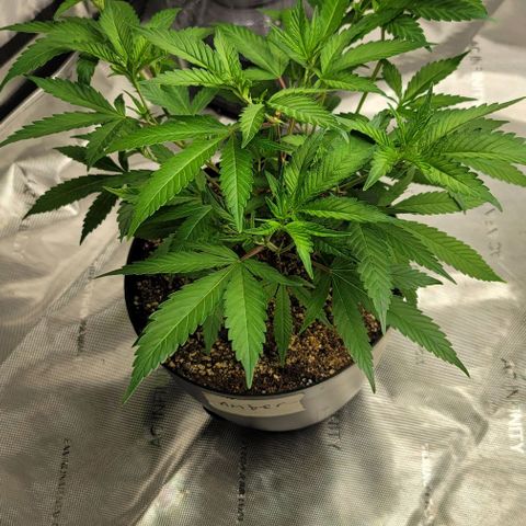 April growlog timeline photo