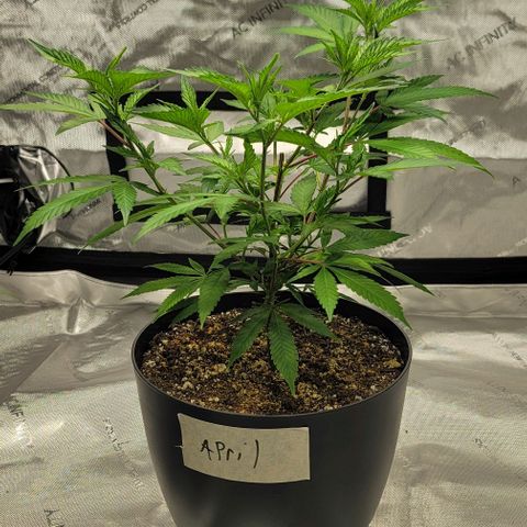 April growlog timeline photo