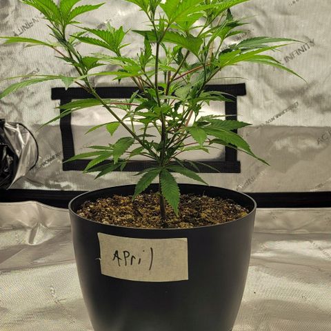 April growlog timeline photo