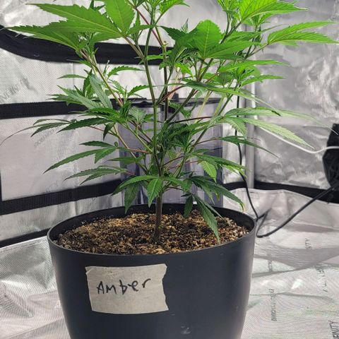 April growlog timeline photo