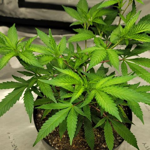 April growlog timeline photo