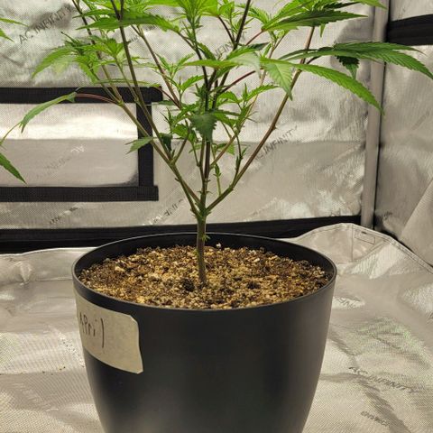 April growlog timeline photo