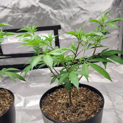 April growlog timeline photo