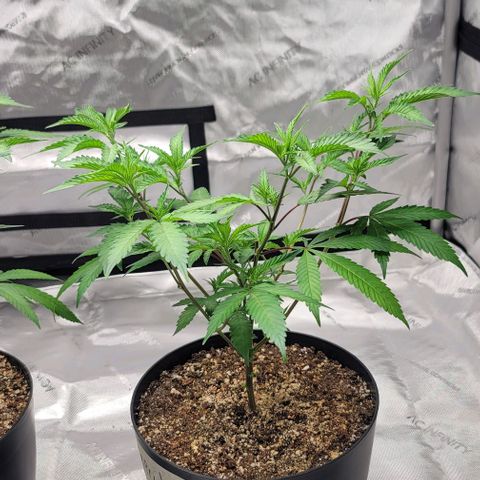 April growlog timeline photo