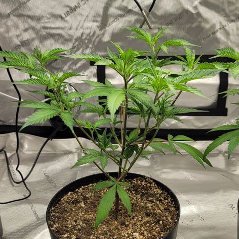 April growlog timeline photo