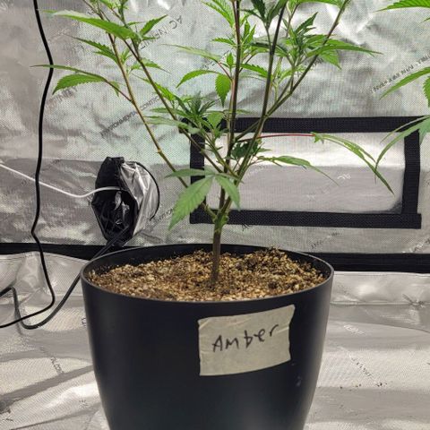 April growlog timeline photo